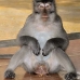 monkey_macaque_balinese_mf_ubud_v_1095_bal4813.jpg